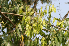 Derris thyrsiflora var. eualata